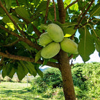 2 Pawpaw Tree Live Plants | 1-2ft Bare Root Seedlings | Low Maintenance Deciduous Fruit Shrub | Robust Well-Rooted Native Plants for Garden