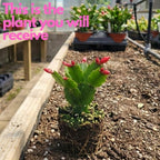 Red Easter Cactus Plants Live 3 Inch Tall | Compact Flowering Easter Cactus, Low Maintenance Indoor Houseplant