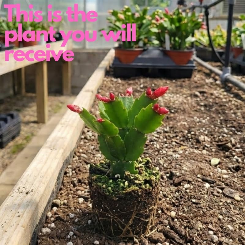 Red Easter Cactus Plants Live 3 Inch Tall | Compact Flowering Easter Cactus, Low Maintenance Indoor Houseplant