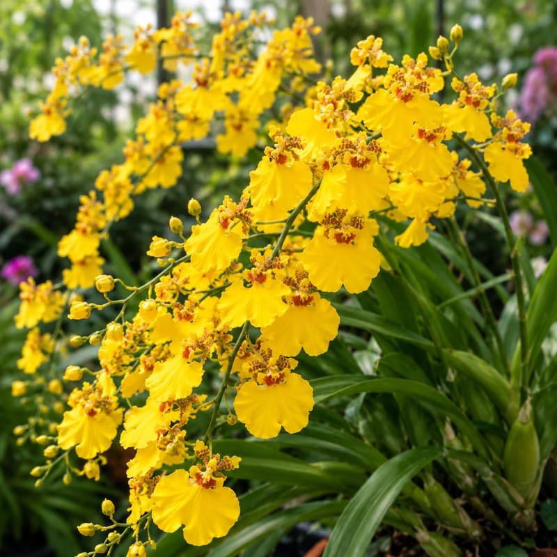2 Yellow Oncidium Orchid, Dancing Lady Flower Plant, Vigorous Tropical Indoor Houseplant, Bright Yellow Blooms for Garden & Balcony