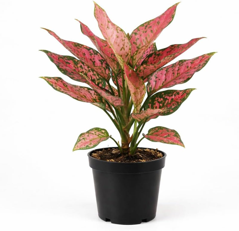 Aglaonema Pink - Aglaonema Ruby Ray Live Plant, 4 Inch Pot Chinese Evergreen Houseplant, Low Maintenance, Air Purifying Indoor Plant
