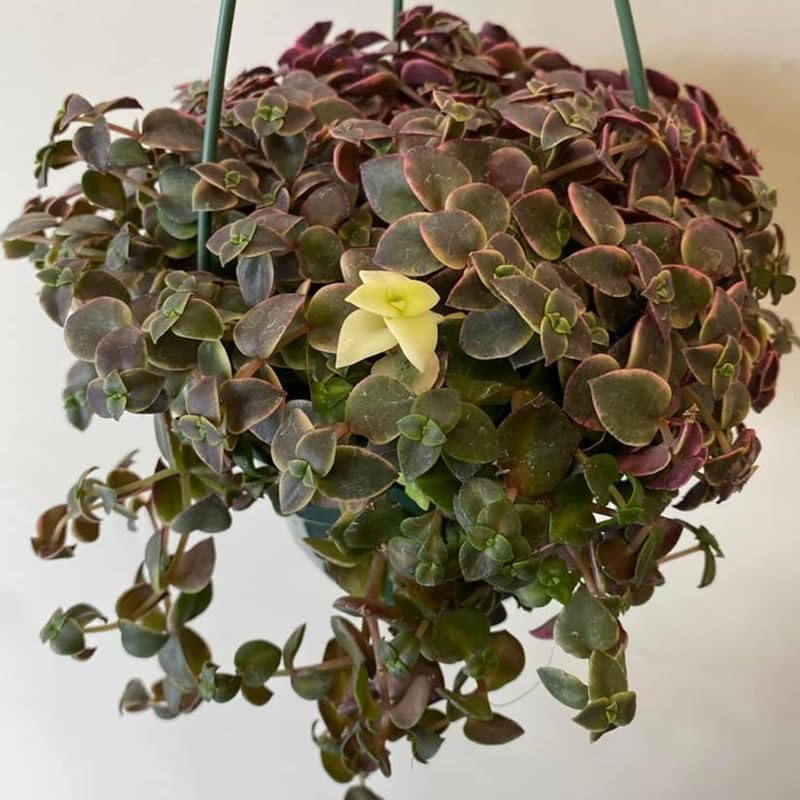 Pink Calico Kitten Plant Live in 4 Inch Pot | Variegated Trailing Crassula with Soft-Pink Leaves | Ideal for Desks, Bookshelves, and Small Indoor Decor Projects