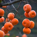 4 American Persimmon Tree Live Plant in 12 – 24 Inch Tall Potted | Native Persimmon Fruit Trees | Outdoor Fruit Tree for Home Garden, Backyard Planting & Landscape Use