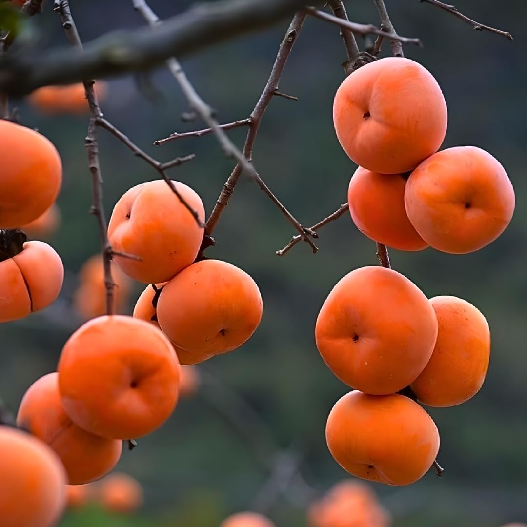 4 American Persimmon Tree Live Plant in 12 – 24 Inch Tall Potted | Native Persimmon Fruit Trees | Outdoor Fruit Tree for Home Garden, Backyard Planting & Landscape Use