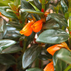 Goldenfish Plant Live for Planting in 4-Inch Pot | Vibrant Trailing Goldfish Tree with Orange Blooms | Perfect for Indoor Displays | Unique Gift for Plant Enthusiasts