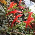 Columnea Long Leaf Goldfish Cactus Plant Live | 4-6 Inch Tall | Stunning Trailing Indoor Plant | Long Foliage with Bright Blooms for Hanging Baskets | Suitable for Gifts