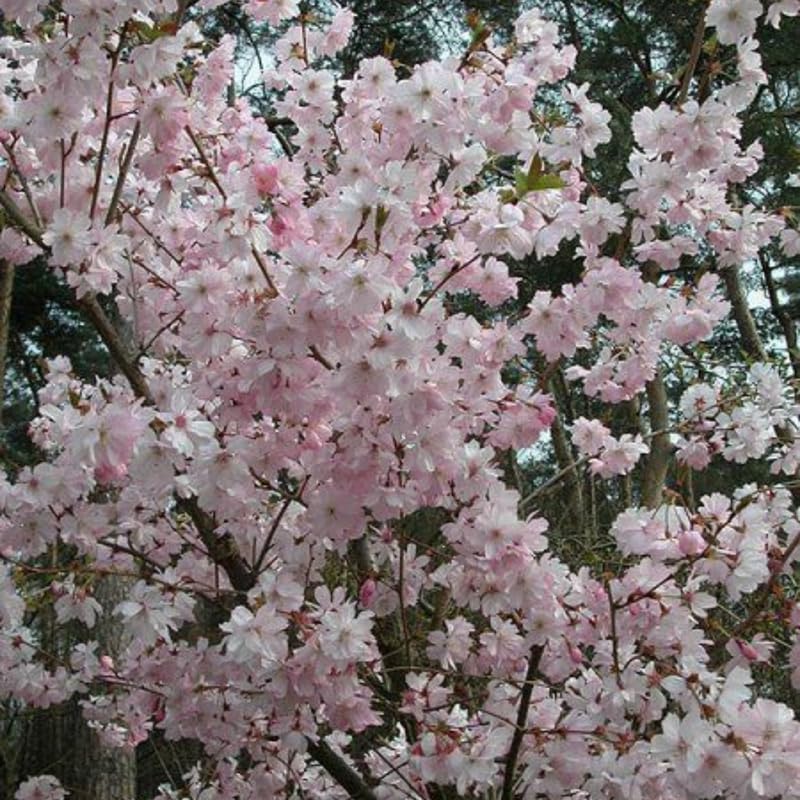 2 Live Autumn Alice Cherry Trees | 8-12 Inch Bare Root Live Seedlings | Fast-Growing Ornamental Flowering Shrub | Robust Well-Rooted Plants