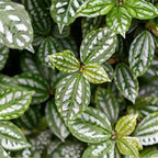 Watermelon Pilea Cadierei Plant, 4" Pot, Vigorous Aluminum Plant with Silver Striped Leaves, Sturdy Low Maintenance Foliage for Home & Office Decor