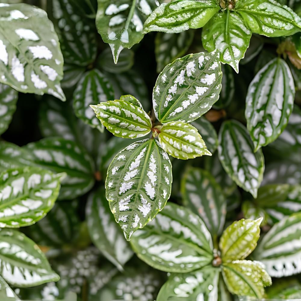 Watermelon Pilea Cadierei Plant, 4" Pot, Vigorous Aluminum Plant with Silver Striped Leaves, Sturdy Low Maintenance Foliage for Home & Office Decor