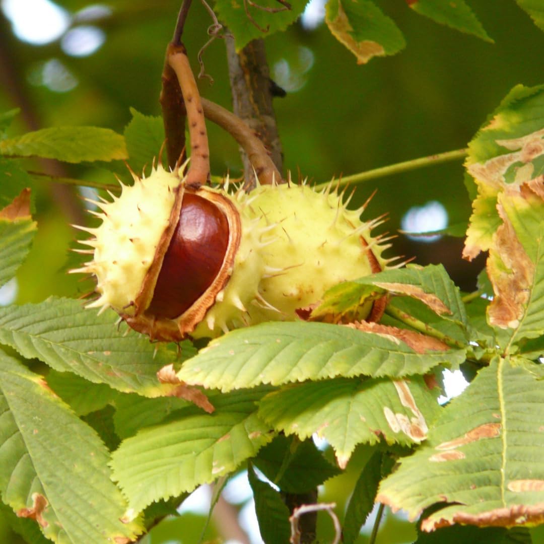 Chestnut Tree Live Plant, 6-10" Tall, Sturdy Cold-Hardy Shade Tree for Edible Landscapes - Sweet Roasting Chestnuts & Broad Canopy for Home Gardens
