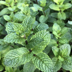 2 Spearmint Plant, 3" Pot, Fresh Herb Plants Live, Mint Plants for Inside Windowsills or Outdoor Garden Beds
