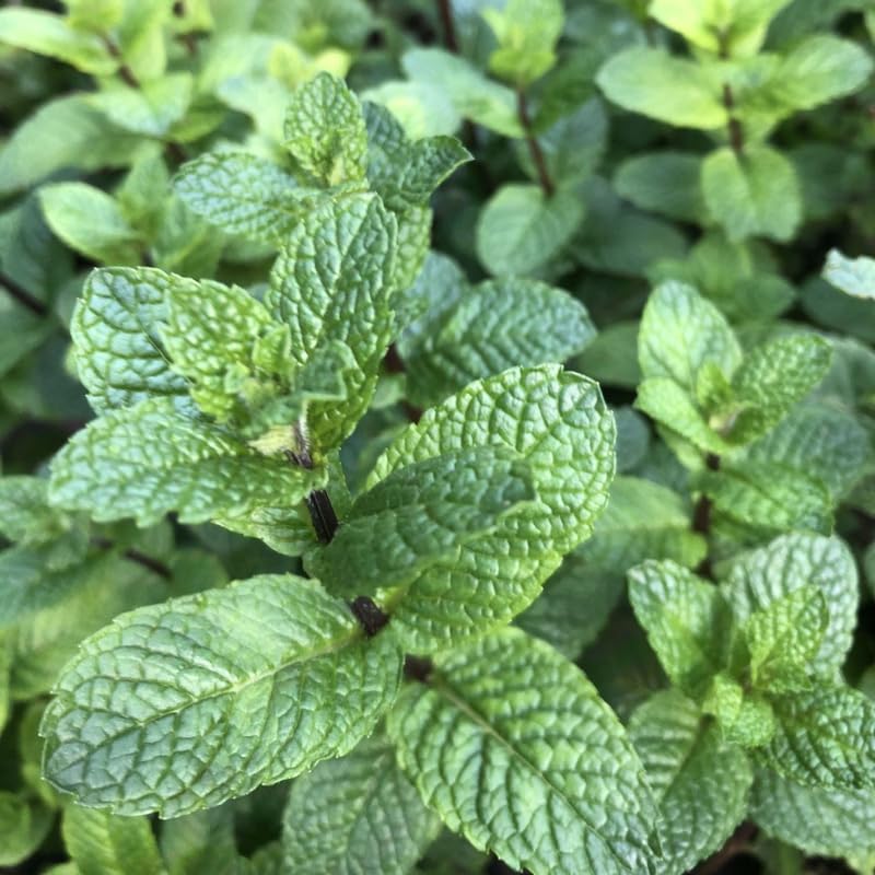 2 Spearmint Plant, 3" Pot, Fresh Herb Plants Live, Mint Plants for Inside Windowsills or Outdoor Garden Beds