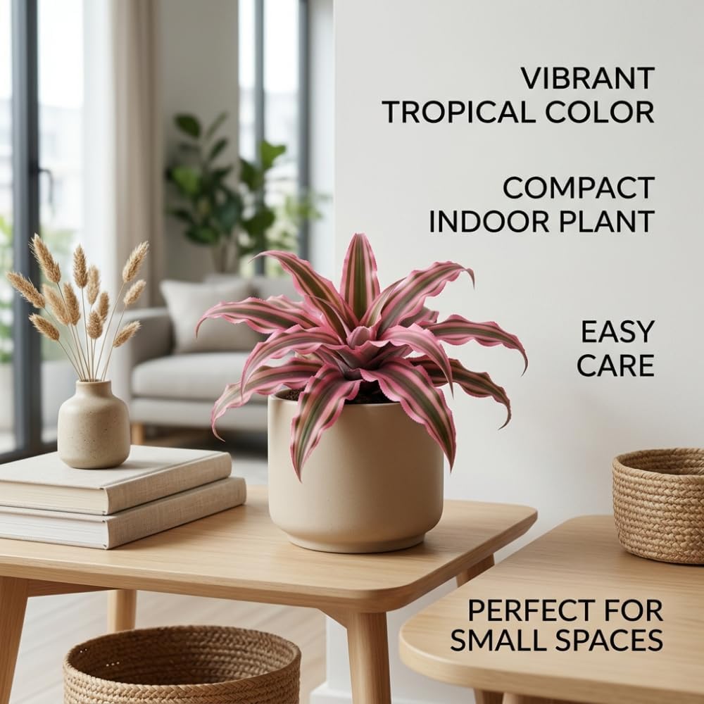 Cryptanthus Bivittatus Plant, 4 Inch Pot, Stunning Pink Earth Star Indoor Plant for Home Décor, Robust Pet-Friendly Bromeliad with Star-Shaped Leaves