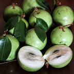 Green Star Apple Caimito Tree Live | 30 – 36 Inches Tall | Easy to Grow | Green Fruit with Sweet Flavor | Easy to Grow Tropical Tree for Home Gardens & Backyards | No Ship to CA,HI,AK