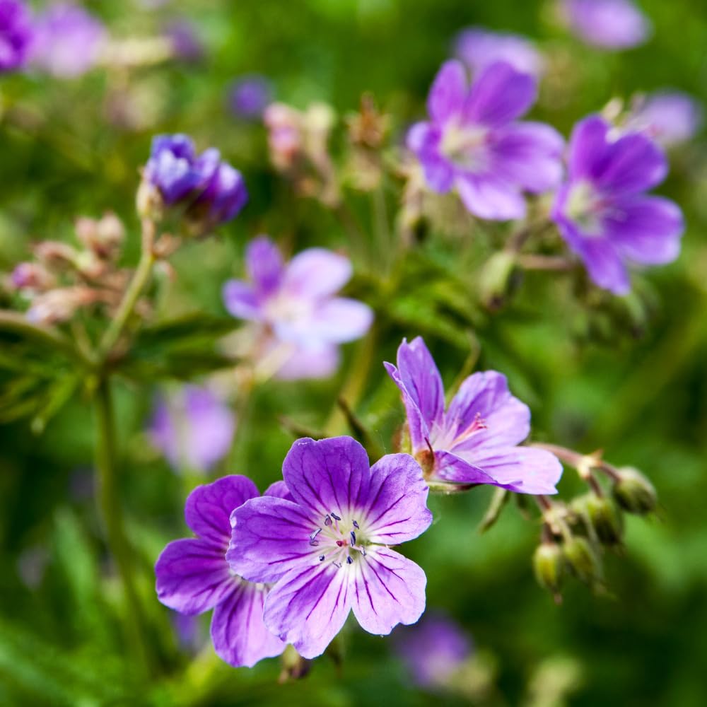 5 Wild Geranium Roots, Well-Rooted Maculatum, Low Maintenance Flowering Groundcover for Sun or Shade, Vigorous Growth Habit