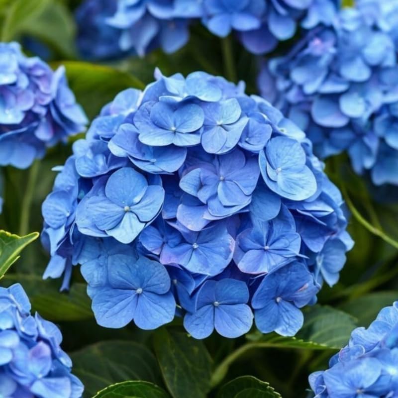 2 Blue Hydrangea Live Plants for Planting | 6-18" Rooted Cuttings | Cold-Hardy Macrophylla Flowering Shrub