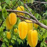 Starfruit Tree Live Plant | 3 Gallon Pot | 30-36 Inches Tall Live Tropical Fruit Plant | Low Maintenance Fruit Tree (No Ship to CA,HI,AK)