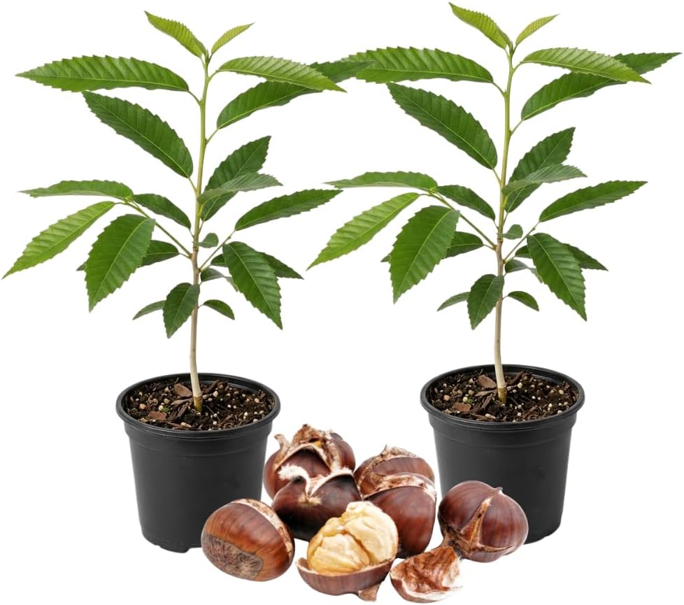 2 Chestnut Tree Live Plant, 6-10" Potted Plant, Low Maintenance Edible Shade Tree for Homeowners, Cold-Hardy Starter for Sweet Roasting Nuts