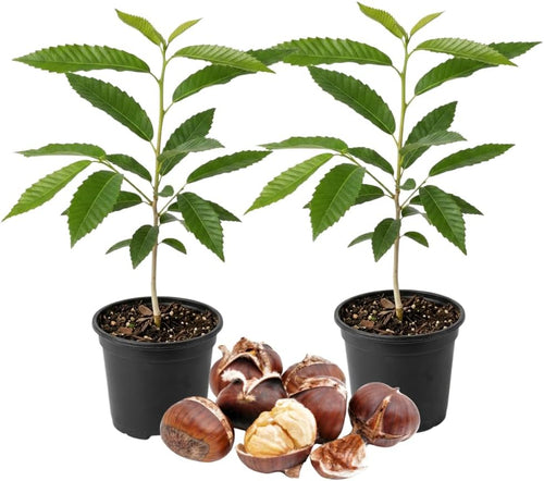 2 Chestnut Tree Live Plant, 6-10" Potted Plant, Low Maintenance Edible Shade Tree for Homeowners, Cold-Hardy Starter for Sweet Roasting Nuts