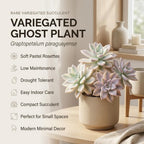 Variegated Ghost Plant Graptopetalum in 4" Pot, High-Vigor Low Maintenance Succulent - Pet-Friendly, Sturdy Growth for Shelves