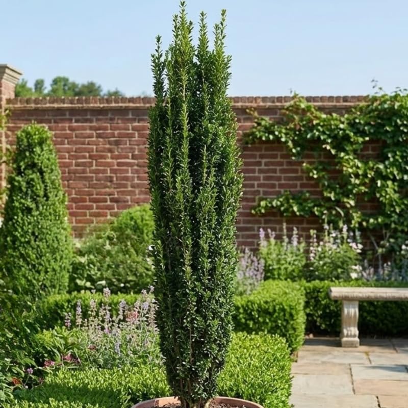 Live Sky Pencil Holly Bushes Live Plant | 2.5-Inch Pot | Established Root System Evergreen | Professional Grade Slim Upright Shrub for Hedges and Containers