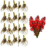20 Red Cardinal Flower Live Plant Roots, Fast Growing Lobelia Cardinalis,Vibrant Blooms, Perennial Flower Plants for Borders & Outdoor Landscaping