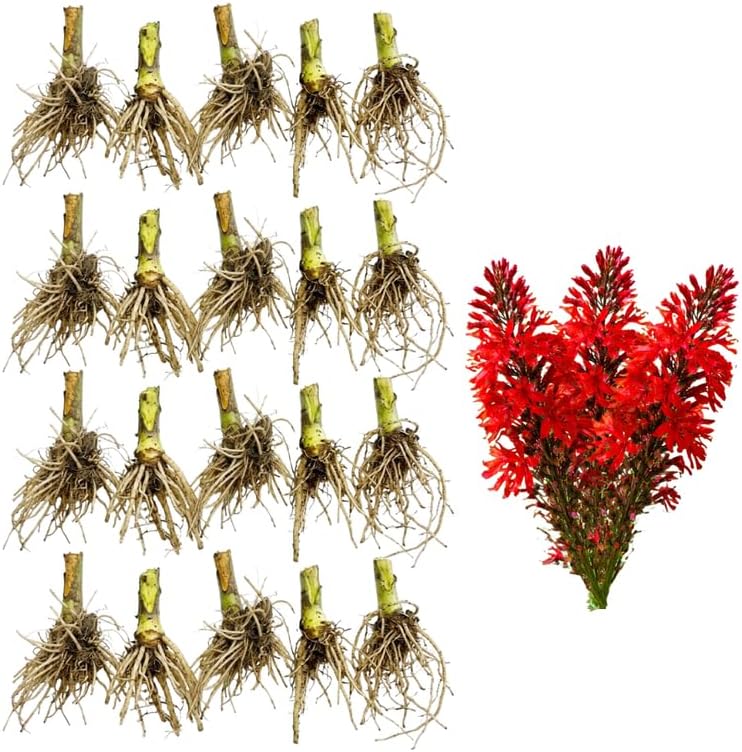 20 Red Cardinal Flower Live Plant Roots, Fast Growing Lobelia Cardinalis,Vibrant Blooms, Perennial Flower Plants for Borders & Outdoor Landscaping