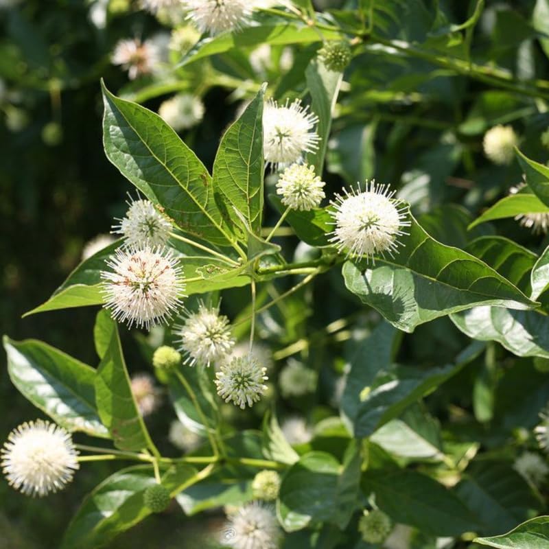 10 Buttonbush Live Plant | Cephalanthus occidentalis Live Shrubs | 1–2 Feet Tall | Great for Pollinator Gardens, Wetland & Landscape Planting
