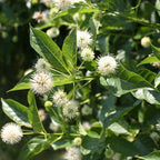 10 Buttonbush Live Plant | Cephalanthus occidentalis Live Shrubs | 1–2 Feet Tall | Great for Pollinator Gardens, Wetland & Landscape Planting