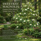 (No Ship to CA,HI,AK) Sweetbay Magnolia Tree, 3 Gallon Potted Plant, 3 Ft Tall, High-Vigor Cold-Hardy Flowering Shrub for Home Landscapes, Tree for Wet Soils with Lemon-Scented Blossoms