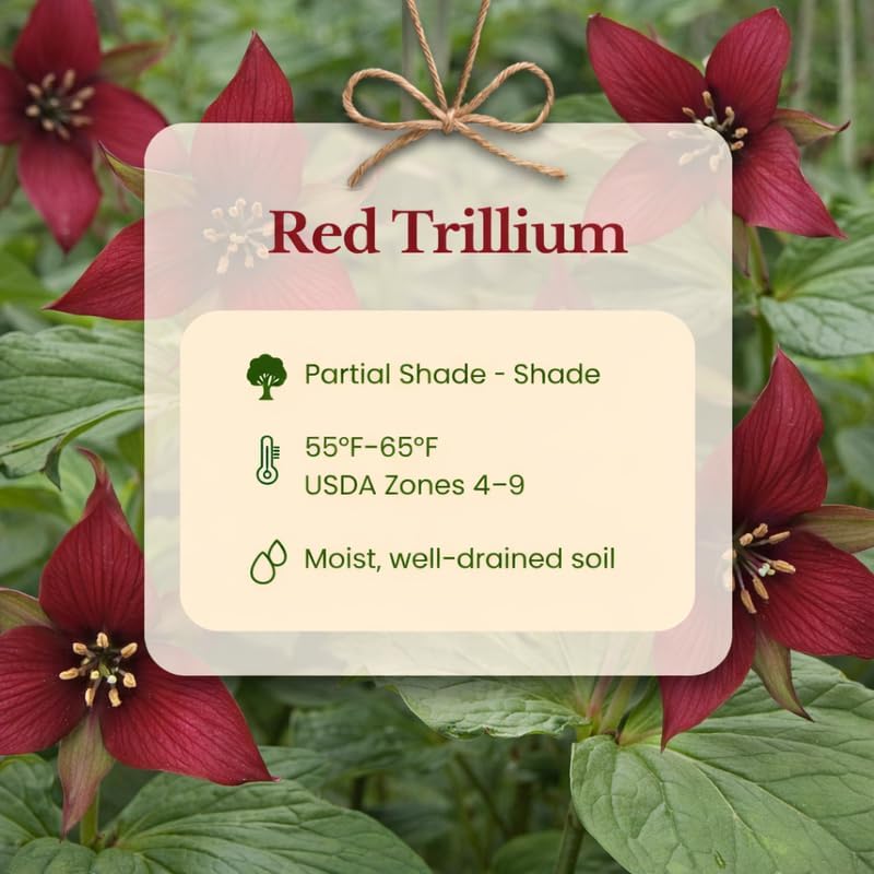 10 Red Trillium Bulbs for Planting, Trillium Erectum, Easy to Grow Fragrant Woodland Garden Plant