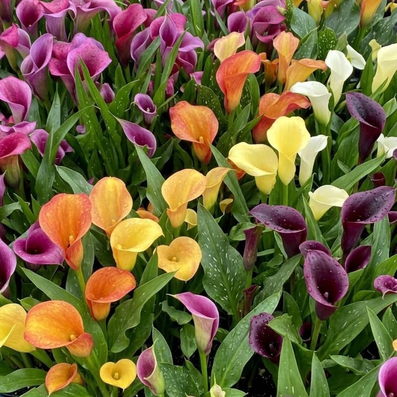 Calla Lily Bulbs Mix, 3 Pack Premium Rhizomes, Colorful Picasso, Red, and Purple Zantedeschia for Garden Beds and Potted Décor