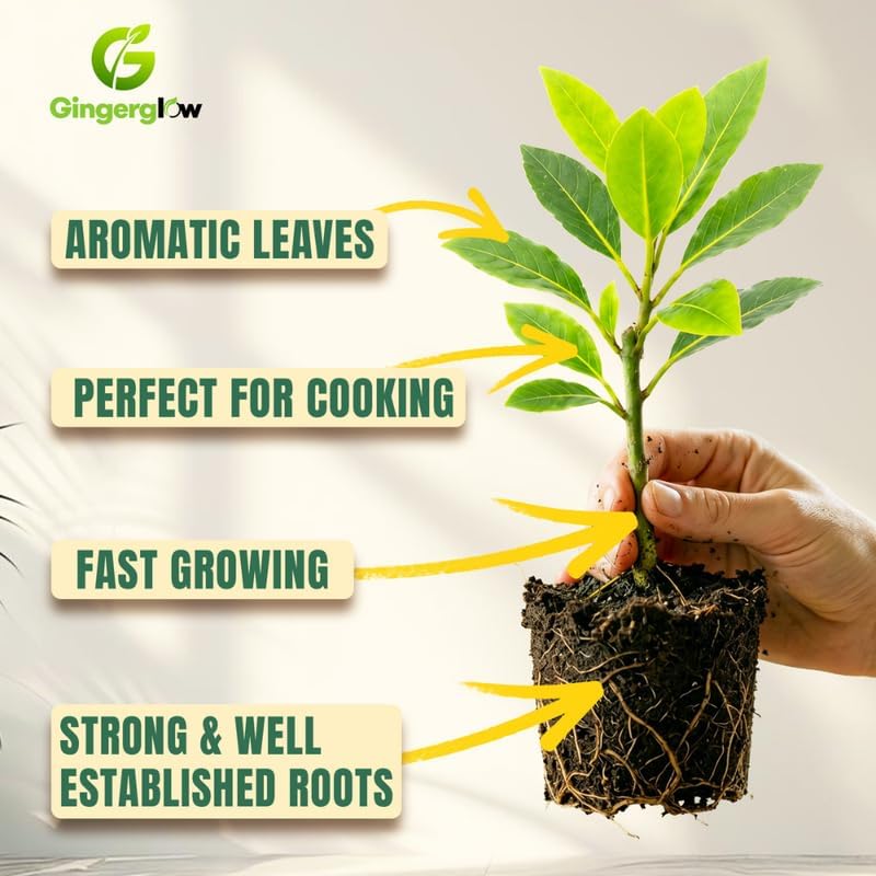 Bay Leaf Tree Live Plant, 5-7" Tall, Low Maintenance Aromatic Culinary Herb for Home Chefs, Resilient Evergreen for Planters
