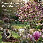 (No Ship to CA,HI,AK) Jane Magnolia Plant in 3 Gallon Pot, 3 Ft Tall, Live Flowering Deciduous Tree for Ornamental Landscaping, Cold-Hardy Shrub for Tulip-Shaped Spring Blooms