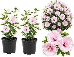 2 Pink Hibiscus Althea Live Plants for Planting | 12–18 Inch Tall | Pink Flowering Rose of Sharon Trees for Outdoor Gardens & Privacy Screens