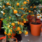 Calamondin Orange Tree | 2.5–3 Feet Tall Live Plant | Easy to Grow Indoor or Outdoor Fruit Tree for Patios, Balconies & Yards | No Ship to CA,HI,AK