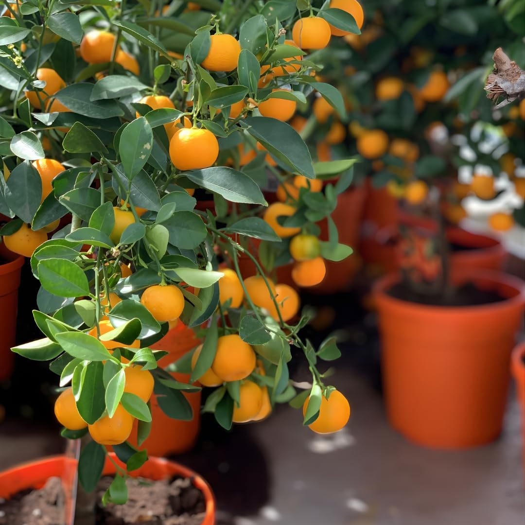 (No Ship to CA,HI,AK) Hamlin Orange Trees Live Plants| 1 Gallon Live Potted Citrus Plant | Sweet Juicy Fruit Tree for Indoor & Outdoor Spaces