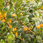 Goldfish Plant Live – 4 Inch Live Potted Houseplant | Trailing Indoor Plant with Orange Blooms