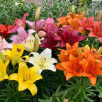 4 Mixed Asiatic Lily Bulbs, Easy Care Flowering Perennial, Low Maintenance Flowering Bulbs for Sunny Outdoor Spots