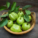 (No Ship to CA,HI,AK) Guava Tree Live Plant - Thai White Guava, 2-3 Feet Size, 3 Gallon Pot, Well-Rooted Tropical Tree, Low Maintenance Fruit Trees for Outdoor Planting