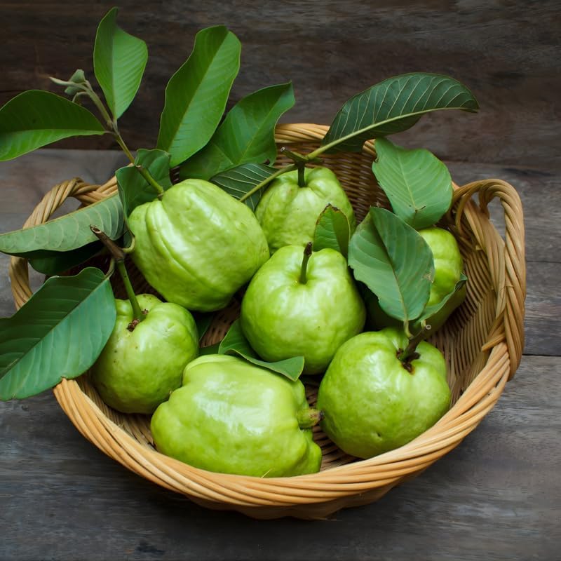 (No Ship to CA,HI,AK) Guava Tree Live Plant - Thai White Guava, 2-3 Feet Size, 3 Gallon Pot, Well-Rooted Tropical Tree, Low Maintenance Fruit Trees for Outdoor Planting