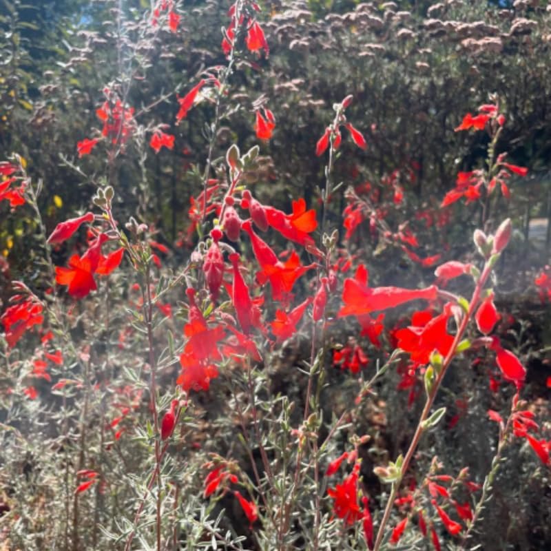 Fuchsia Plants Live, Double Red Fuchsia, 6-12 Inch Tall, Marinka Variety, Fast Growing Deciduous Flowering Shrub, Well-Rooted Plant