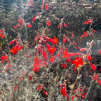 Fuchsia Plants Live, Gold and Red Foliage, 6-12 Inch Tall, Autumnale Variety, Fast Growing Deciduous Flowering Shrub, Well-Rooted Plant