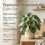 Peperomia Live Plant, Peperomia Watermelon Houseplant in 4'' Inch Pot, Easy Indoor Plant Live for Shelves, Desks & Small Spaces
