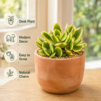 Live Succulent Echeveria Chroma, 2 Inch Pot Rare Succulent Plant Live, Easy Care, Beautiful Vibrant Color for Indoor Décor, Desk & Small Spaces