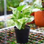 N’Joy Live Pothos Plant in 4 Inch Pot | Epipremnum Aureum Indoor Plant with Stunning White Variegation | Low Maintenance Pothos for Office & Indoor Garden Décor