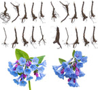 20 Virginia Bluebells Roots, Easy Care Bluebell Wild Flower, Hardy Perennial Plant with Soft Pastel Blue Bloom for Shade Gardens & Woodland Beds