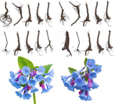 20 Virginia Bluebells Roots, Easy Care Bluebell Wild Flower, Hardy Perennial Plant with Soft Pastel Blue Bloom for Shade Gardens & Woodland Beds