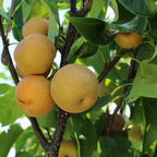 Hosui Asian Pear Trees Live Plants| 2.5–3 Ft Live Potted Tree | Sweet Juicy Fruit Tree for Indoor & Outdoor Spaces | No Ship to CA,HI,AK