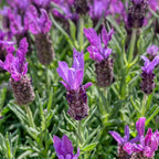 2 Spanish Lavender Plant Live Outdoor, 3" Potted, Drought Tolerant Evergreen Perennial, Established Root System Bloom, Low Maintenance Garden Plant